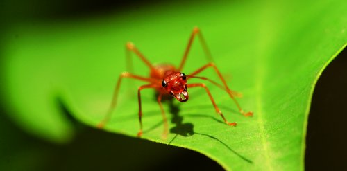Une fourmi rouge Une fourmi rouge